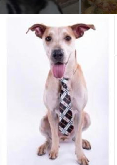Manny, an adoptable Labrador Retriever, Terrier in Dallas, TX, 75248 | Photo Image 4