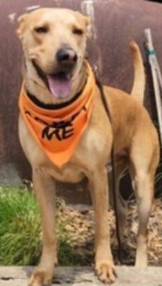 Manny, an adoptable Labrador Retriever, Terrier in Dallas, TX, 75248 | Photo Image 4