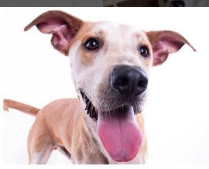 Manny, an adoptable Labrador Retriever, Terrier in Dallas, TX, 75248 | Photo Image 6