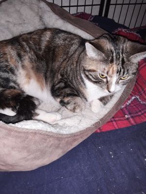 Ruby, Adult Female unknown