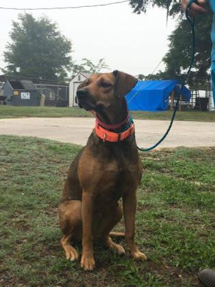 44170116 Available 3/19, an adoptable Mixed Breed in Inverness, FL, 34450 | Photo Image 3