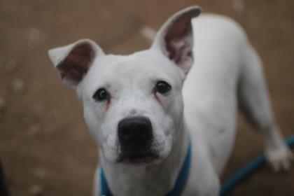 Artica, an adoptable Pit Bull Terrier, Mixed Breed in Philadelphia, PA, 19140 | Photo Image 3