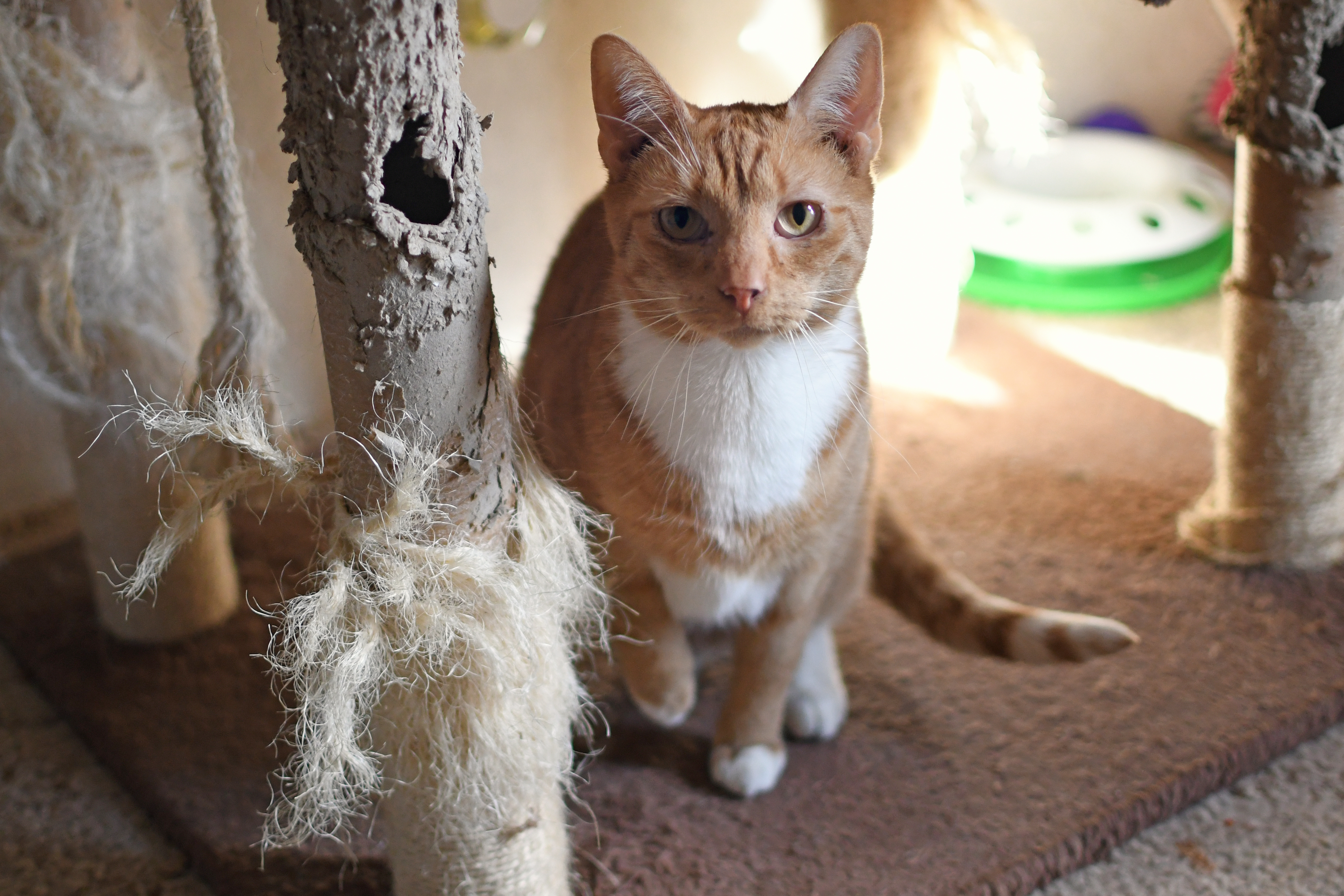 Stanley, an adoptable Tabby in Jefferson, OH, 44047 | Photo Image 1