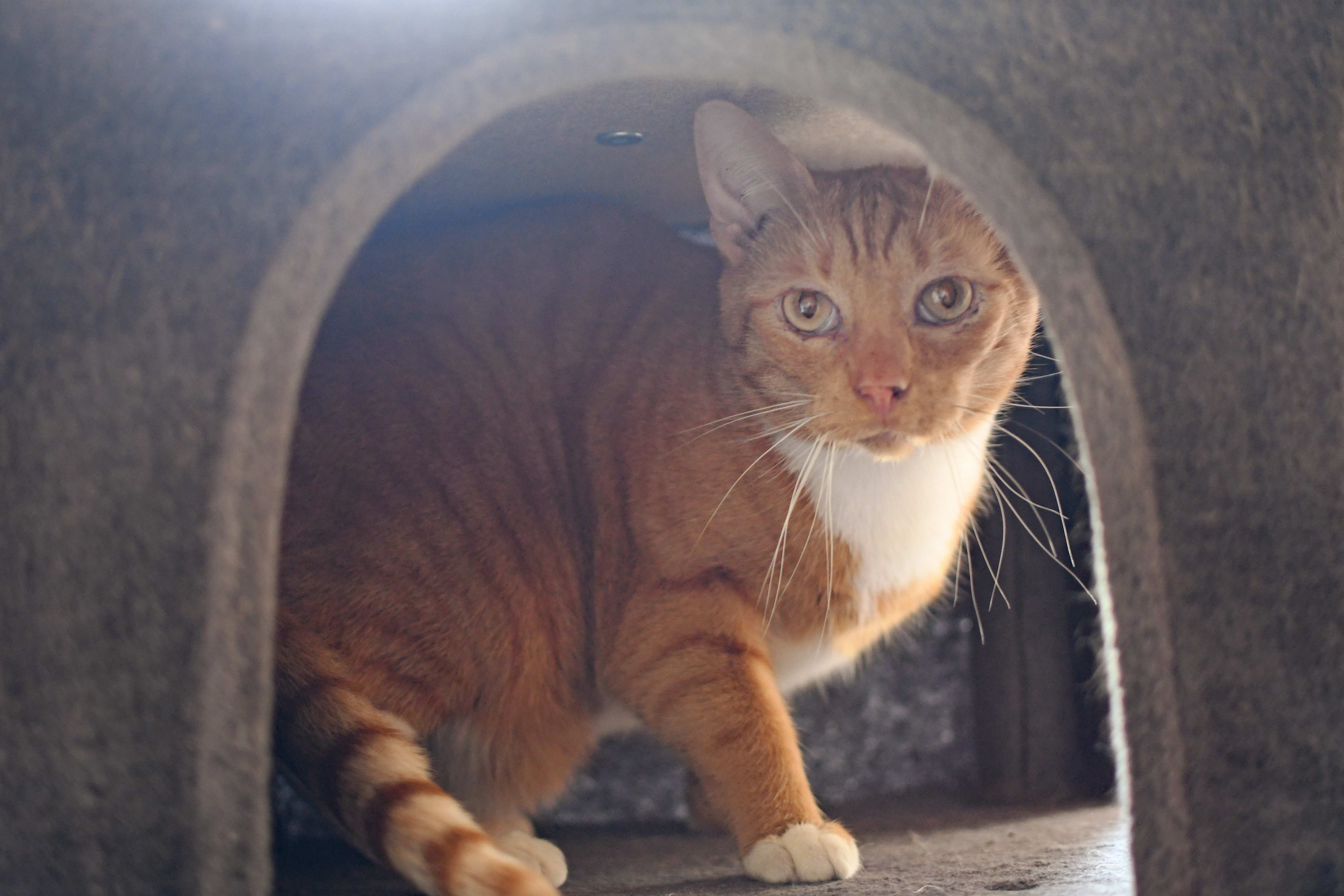 Stanley, an adoptable Tabby in Jefferson, OH, 44047 | Photo Image 3