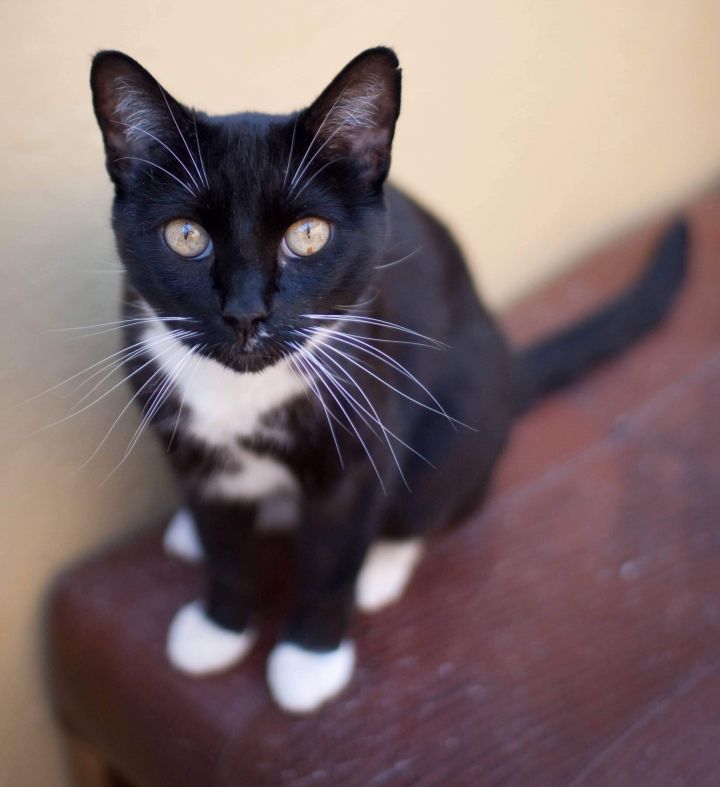 Cera, an adoptable Domestic Short Hair & Tuxedo Mix in St. George, UT_image-5