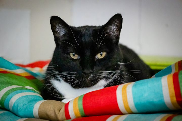 Cera, an adoptable Domestic Short Hair & Tuxedo Mix in St. George, UT_image-6