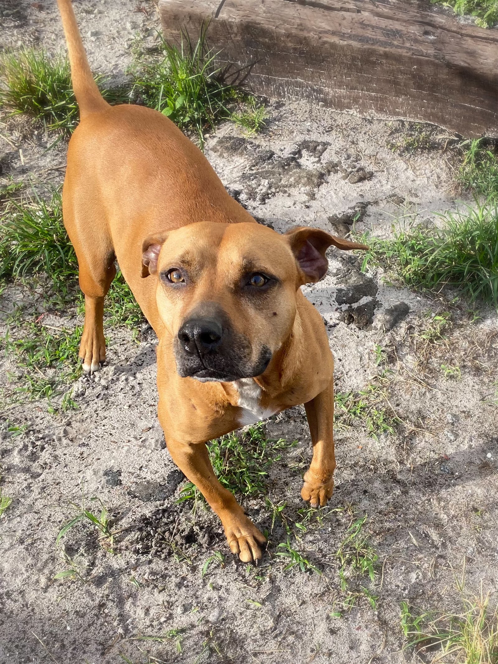 Raven, an adoptable Black Mouth Cur, Terrier in Sanford, FL, 32771 | Photo Image 3