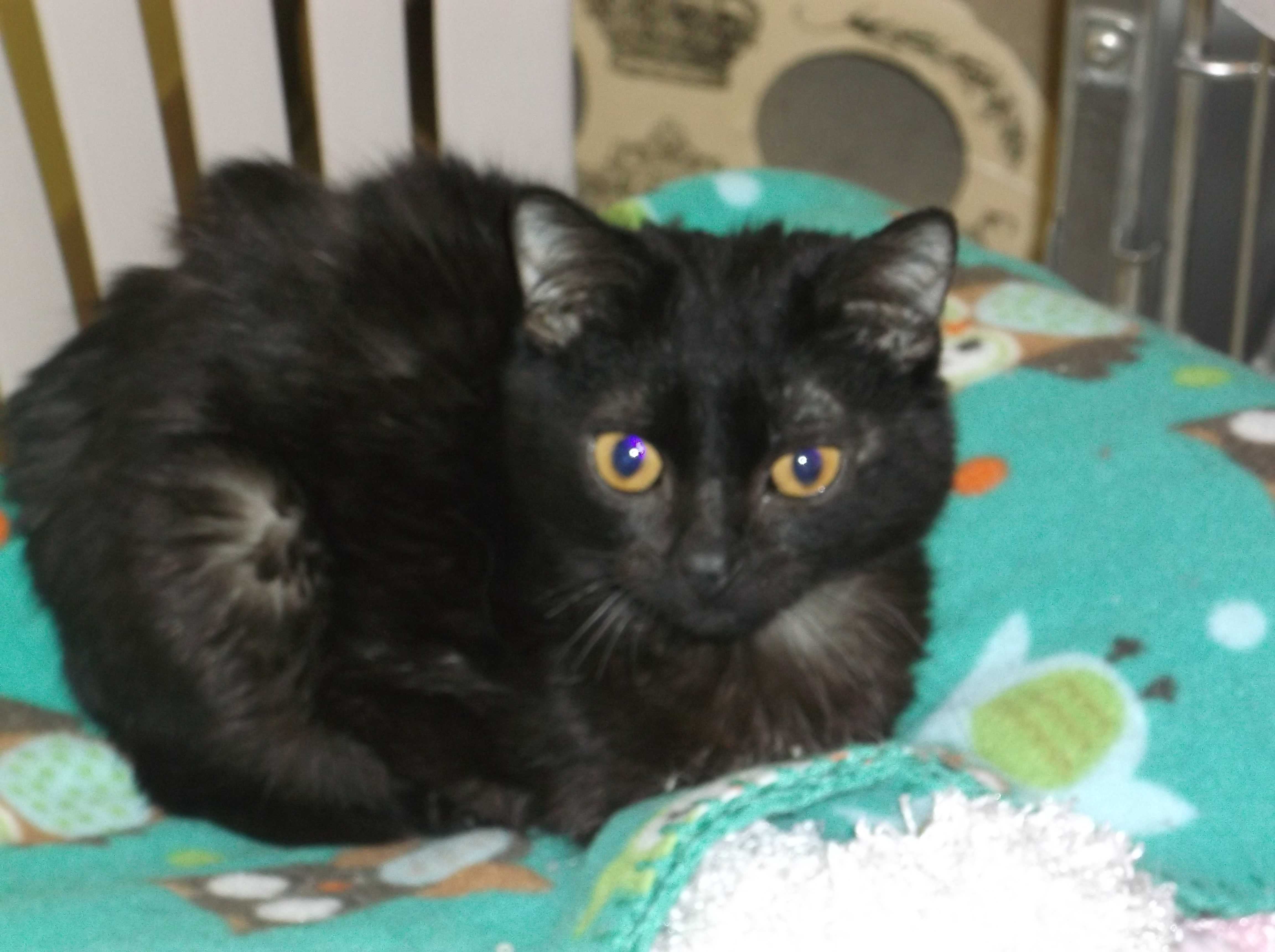 Cat For Adoption Duncan A Domestic Medium Hair In Choteau Mt Petfinder