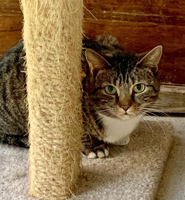 Selene, an adoptable Domestic Short Hair in Berlin, MD, 21811 | Photo Image 1