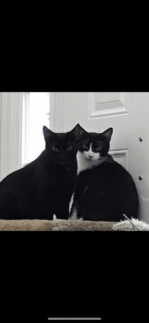 Pinky (black and white), an adoptable Domestic Short Hair in Torrington, CT, 06790 | Photo Image 1