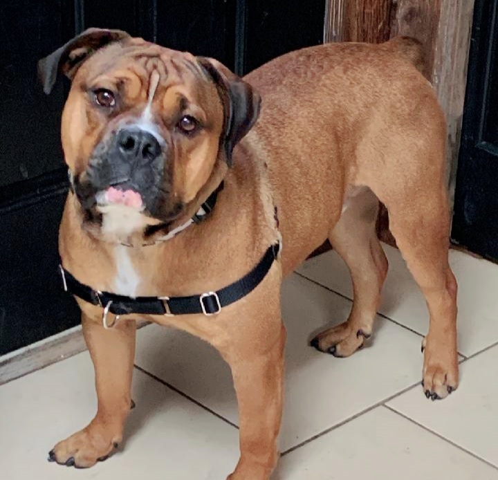 Mastiff mix for sales adoption