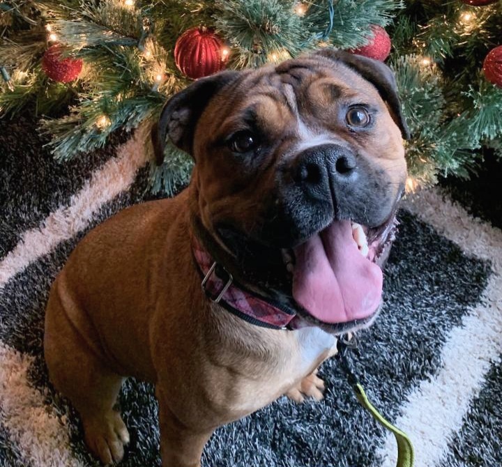 Bubba, an adoptable Mastiff, Boxer in Sinking Spring, PA, 19608 | Photo Image 3