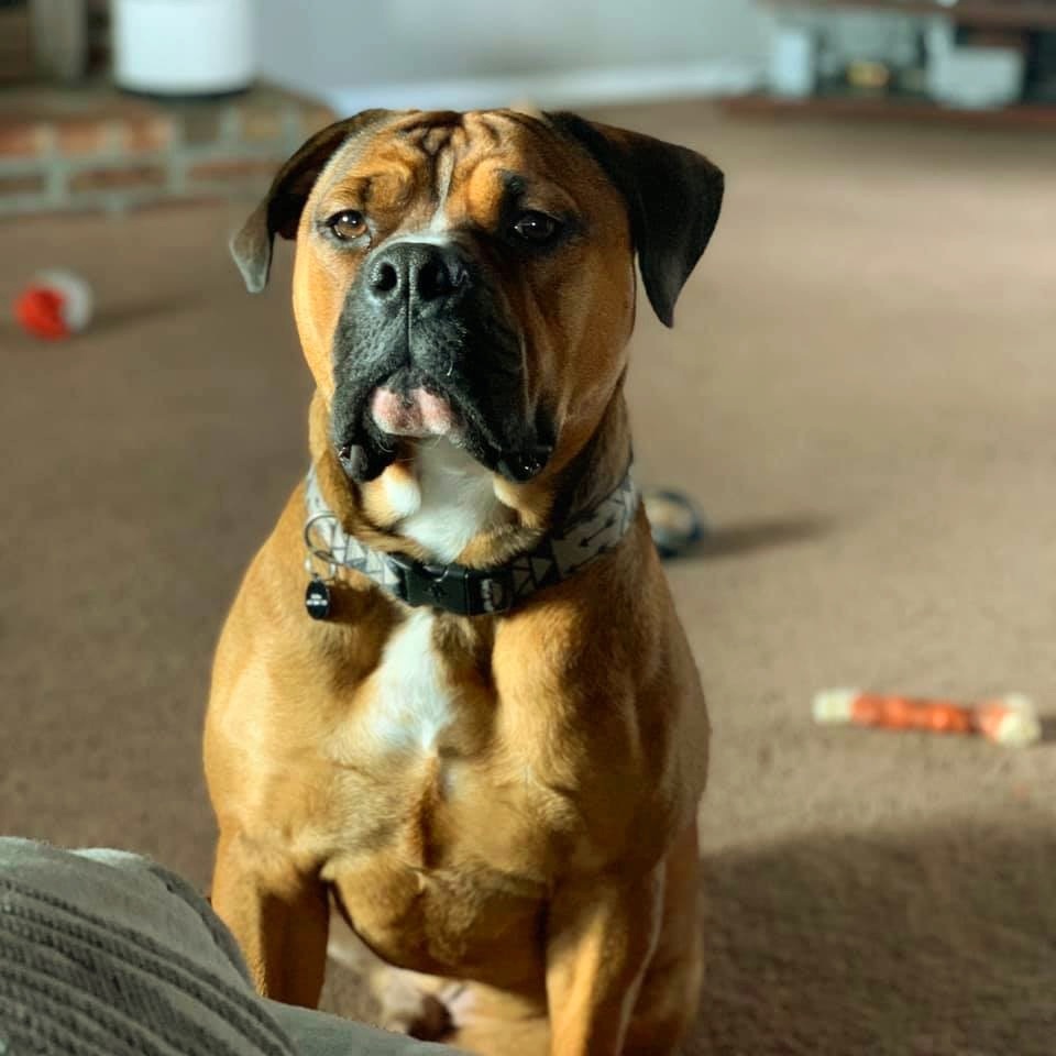 Bubba, an adoptable Mastiff, Boxer in Sinking Spring, PA, 19608 | Photo Image 4