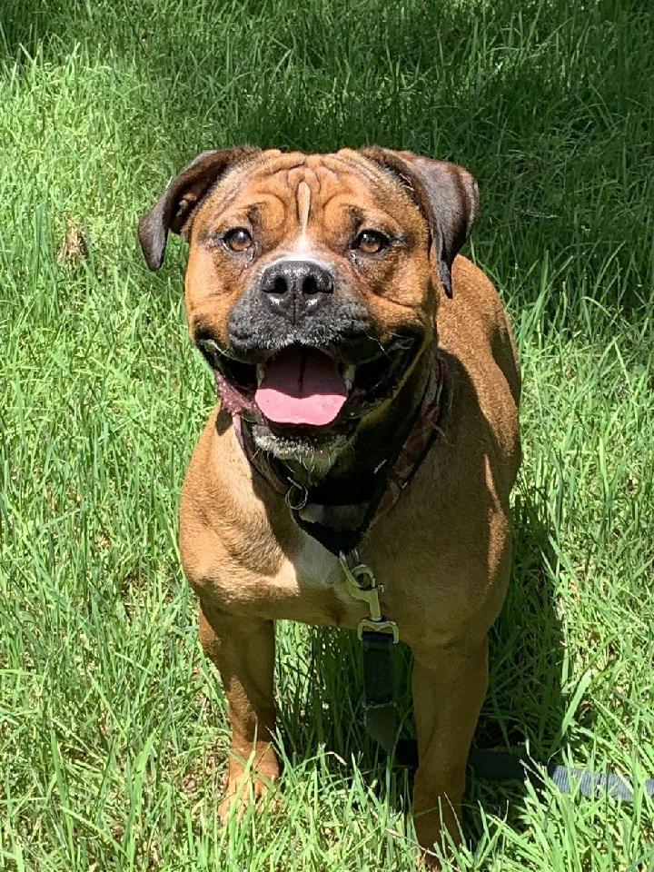 Boxer and hot sale mastiff