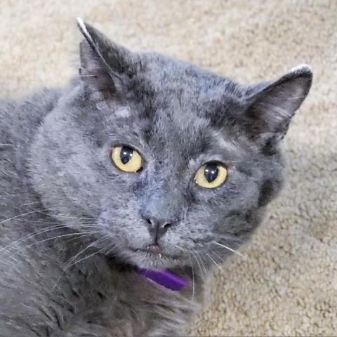 Ulrich, an adoptable Domestic Short Hair in Sheridan, WY, 82801 | Photo Image 1