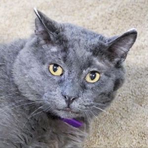 Ulrich, Senior Male unknown