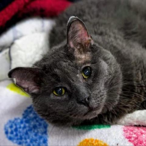 Ulrich, an adoptable Domestic Short Hair in Sheridan, WY, 82801 | Photo Image 2