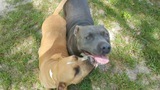 Major and Millie, an adoptable Staffordshire Bull Terrier in Tallahassee, FL, 32317 | Photo Image 2