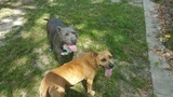Are you a 2 dog family and currently dont have any dogs We can fix that Millie and Major came