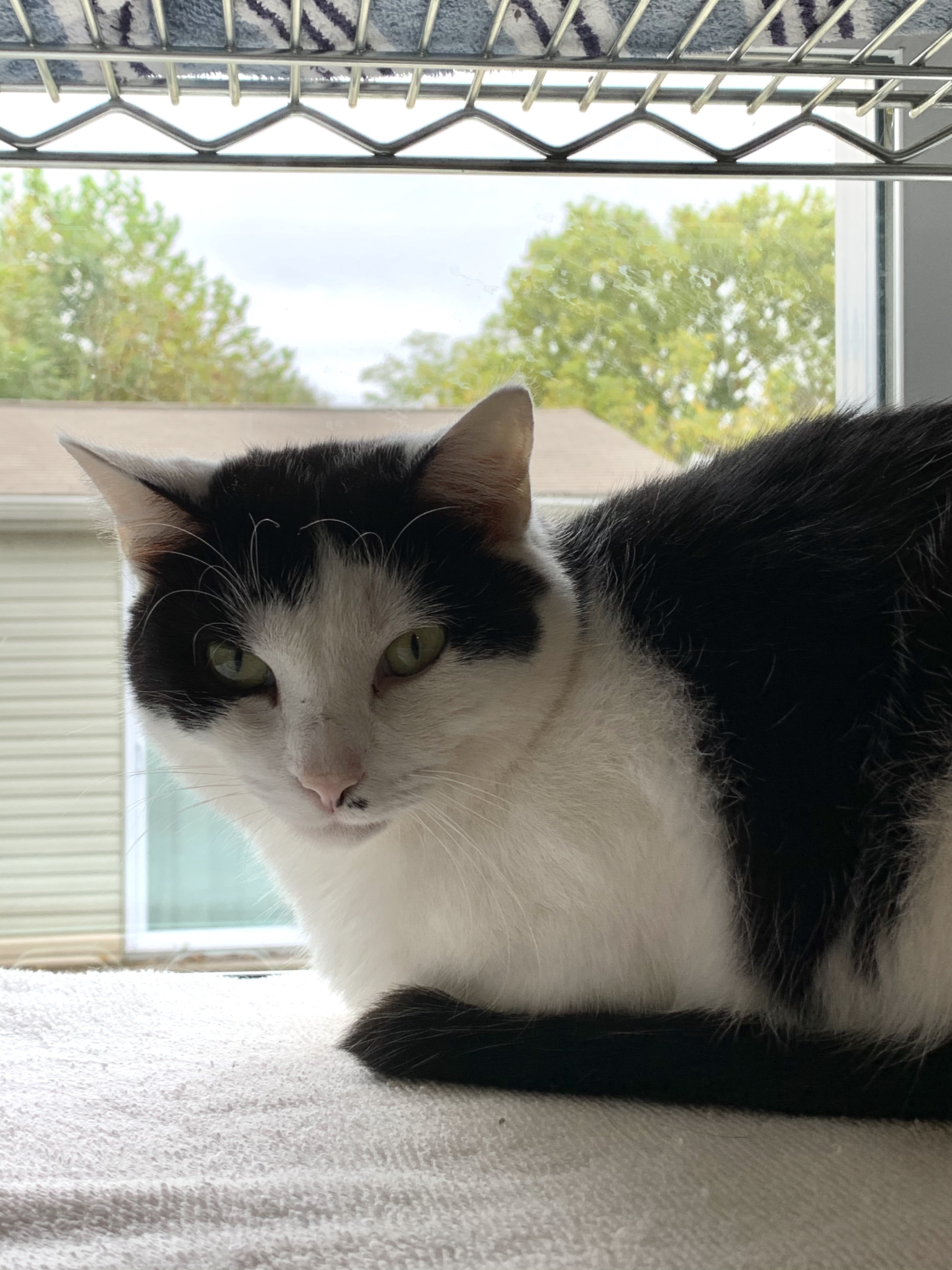 Sarah, an adoptable Domestic Short Hair in Bensalem, PA, 19020 | Photo Image 1