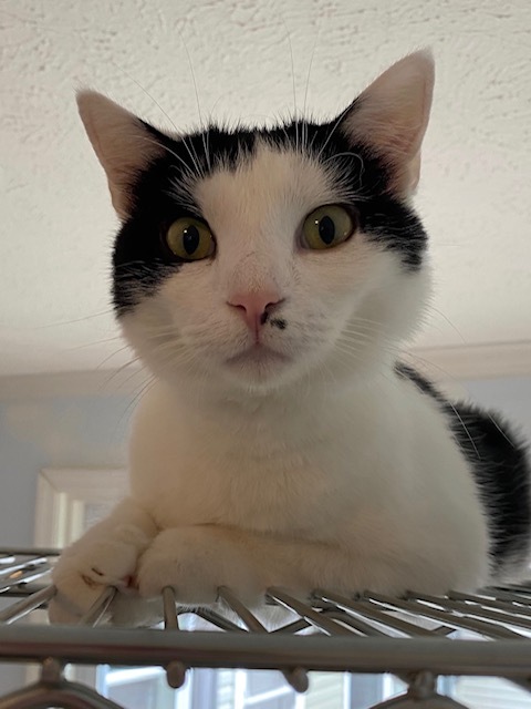 Sarah, an adoptable Domestic Short Hair in Bensalem, PA, 19020 | Photo Image 2