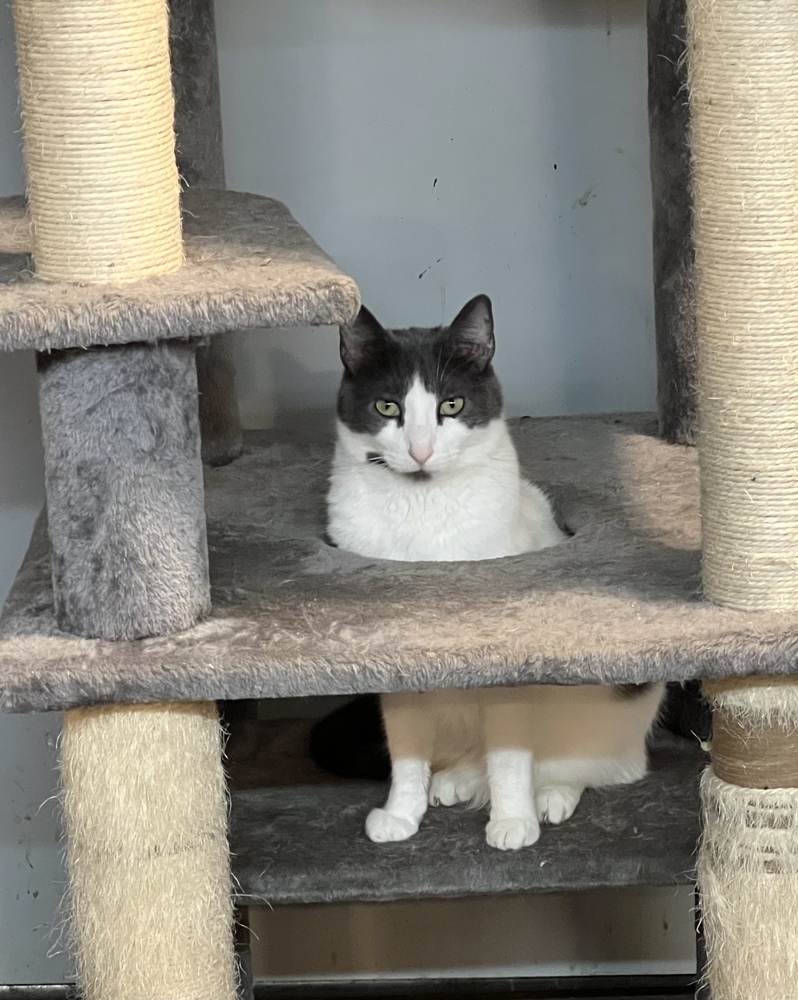 Cinna *Spirit Cat*, an adoptable Domestic Short Hair in Bolton, CT, 06043 | Photo Image 1