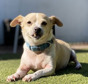 This little smiling beauty is Gayle She is a 6-7 year old Chihuahua mix who likes other dogs of a