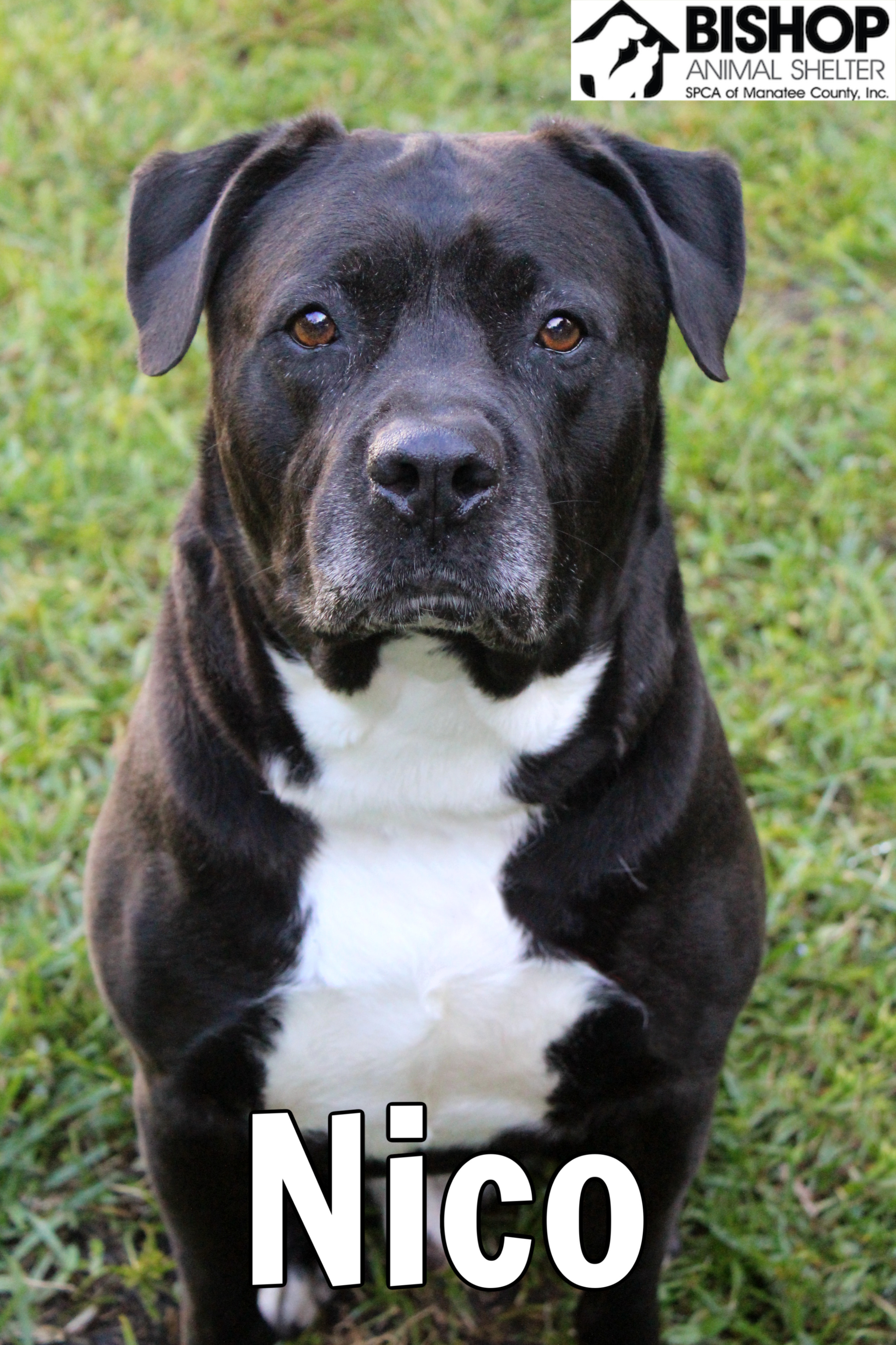 Nico, an adoptable Mixed Breed in Bradenton, FL, 34209 | Photo Image 1