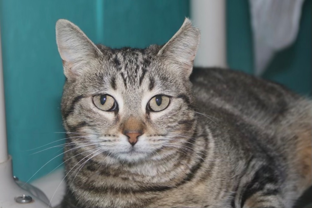 Cat for adoption - Phantom 20, a Tabby & Domestic Short Hair Mix in