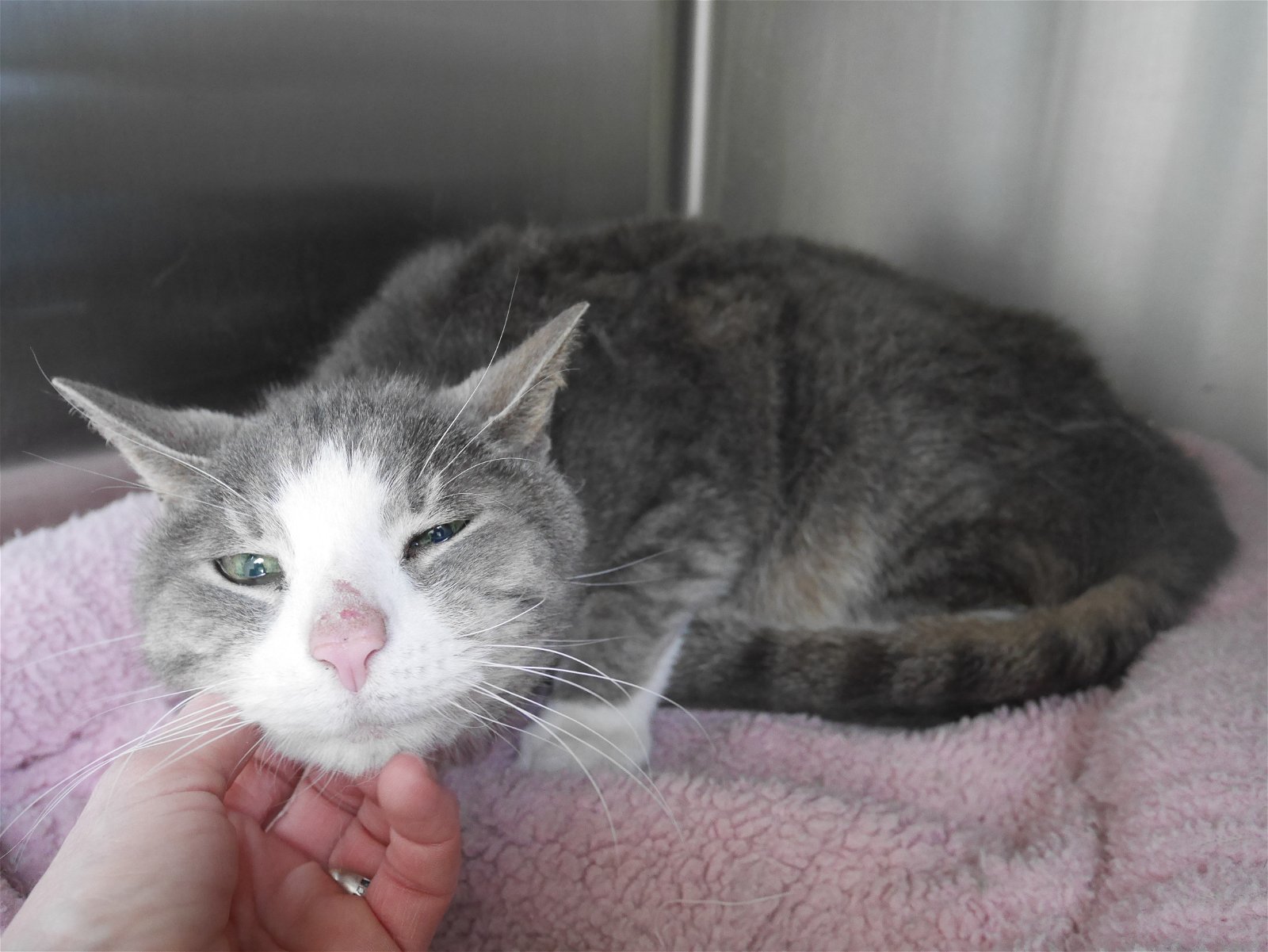 Walter, an adoptable Domestic Short Hair in Austin, MN, 55912 | Photo Image 1