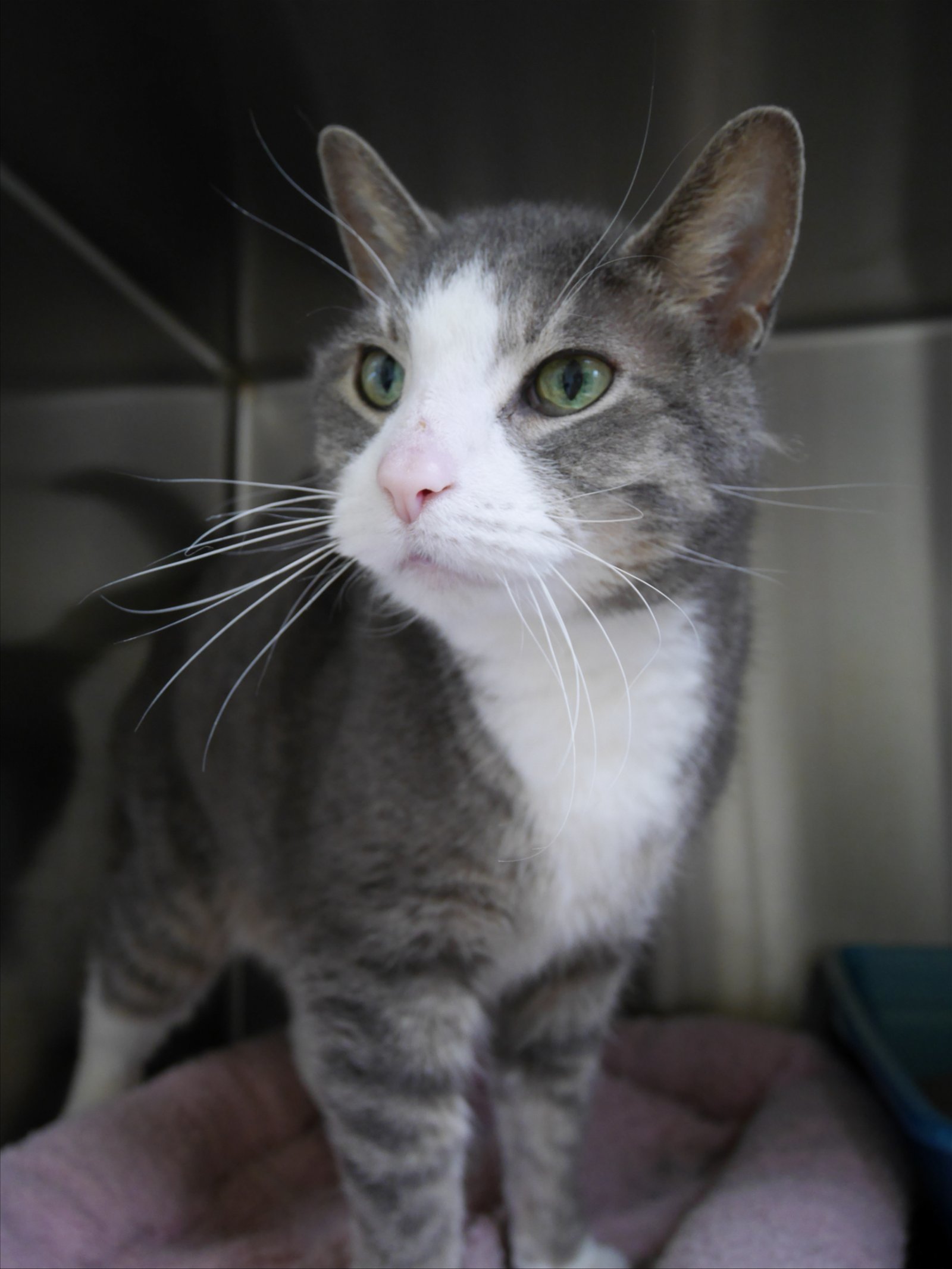 Walter, an adoptable Domestic Short Hair in Austin, MN, 55912 | Photo Image 2