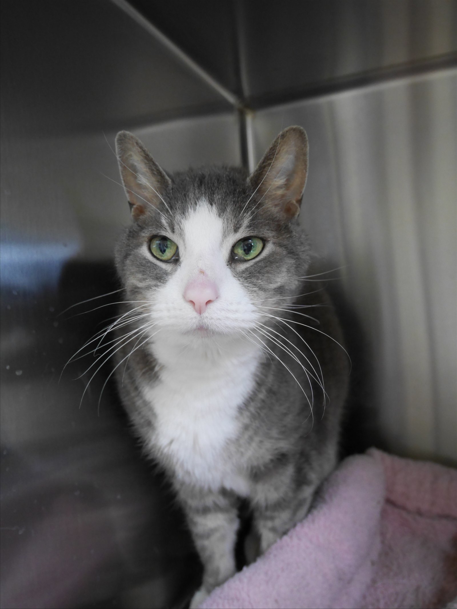 Walter, an adoptable Domestic Short Hair in Austin, MN, 55912 | Photo Image 3
