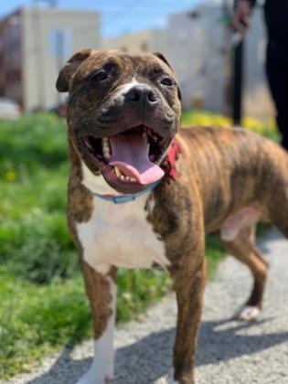 Bryant, an adoptable Pit Bull Terrier, Mixed Breed in Philadelphia, PA, 19140 | Photo Image 1