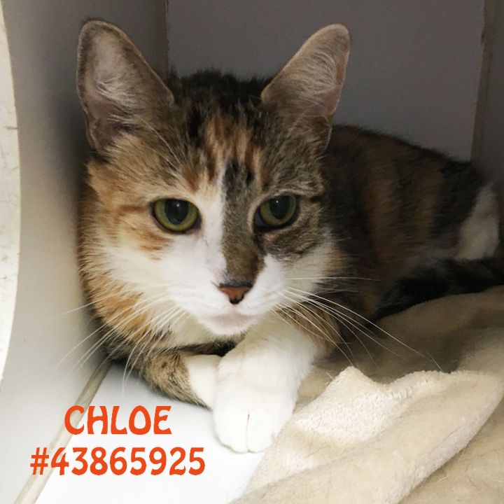 Chloe 1