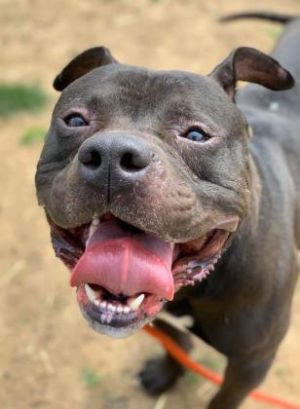 Sozay, Adult Male Pit Bull Terrier