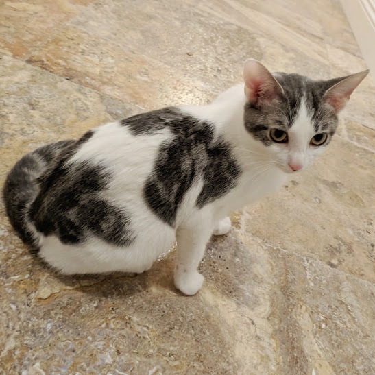 Adoption Petco Cat