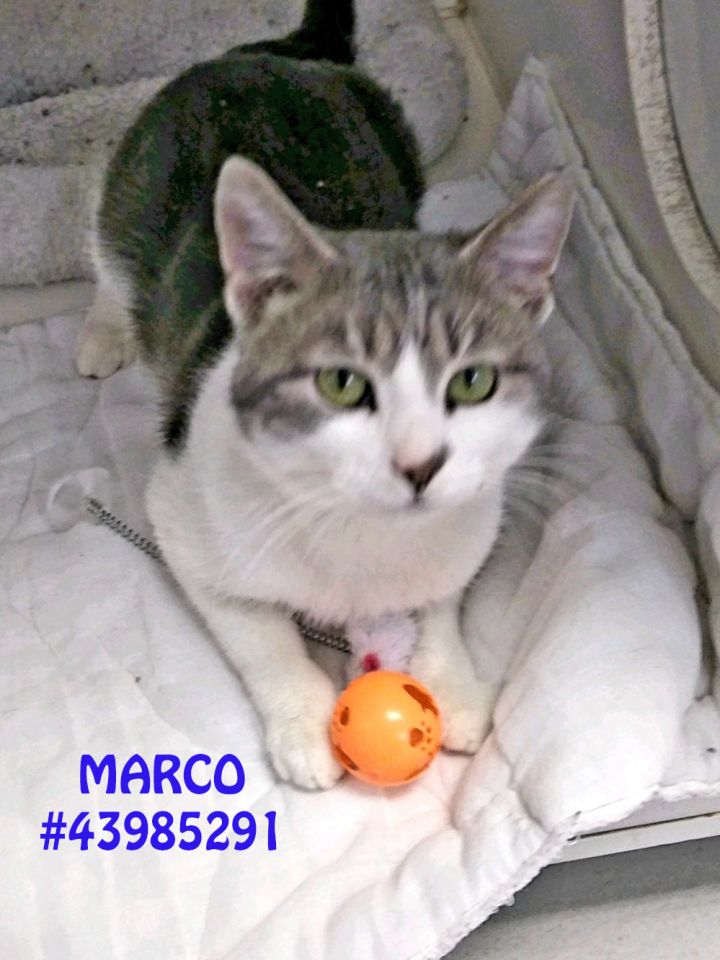 Marco 1