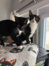 Benji + Tommy photo 1