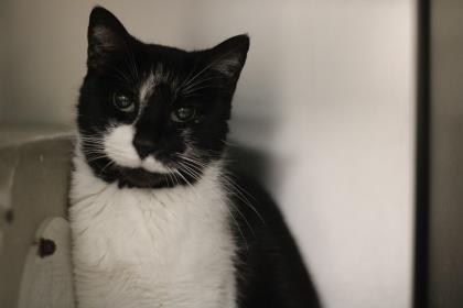 Shay, an adoptable Domestic Short Hair in Philadelphia, PA, 19140 | Photo Image 1