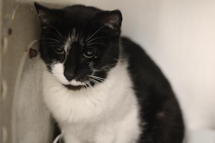 Shay, an adoptable Domestic Short Hair in Philadelphia, PA, 19140 | Photo Image 2