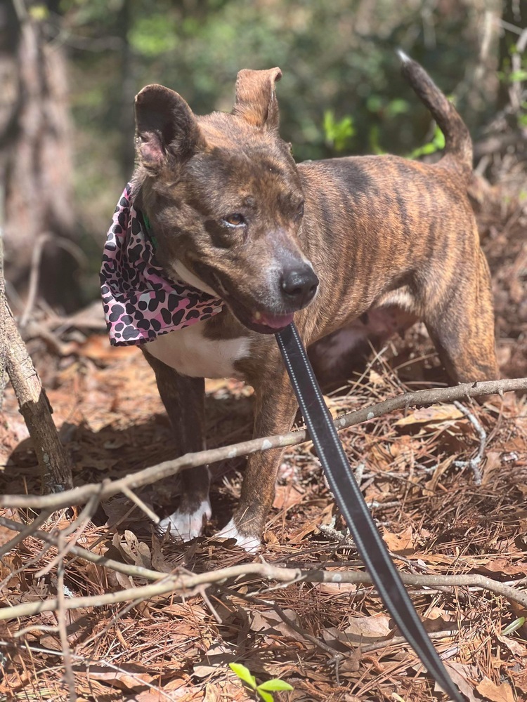 Maxie, an adoptable Pit Bull Terrier in Troy, AL, 36081 | Photo Image 1