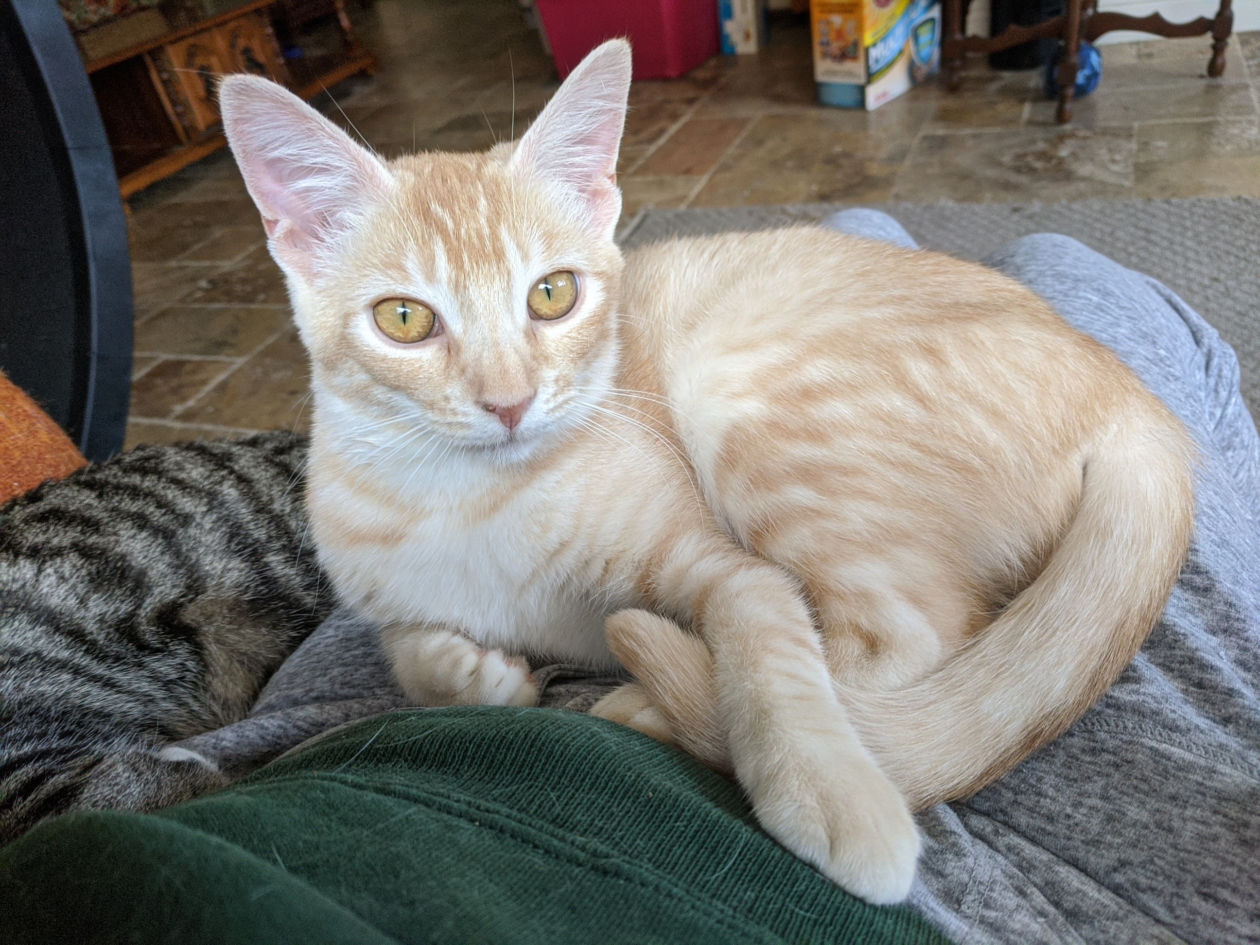 Cat for adoption - Maria - La Habra/Whittier Petco, a ...