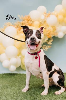 Elver, an adoptable Pit Bull Terrier, Mixed Breed in Philadelphia, PA, 19140 | Photo Image 2