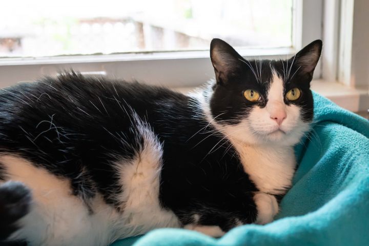 Cat for adoption Millie Front Paw Declawed, a Tuxedo & Domestic