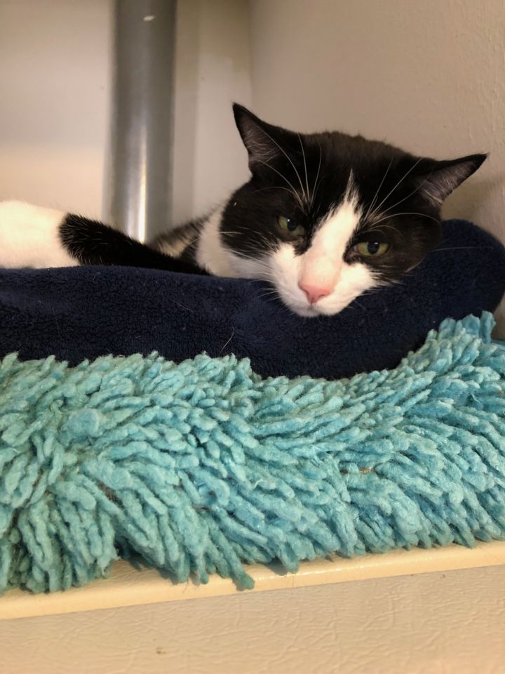 Cat for adoption Millie Front Paw Declawed, a Tuxedo & Domestic