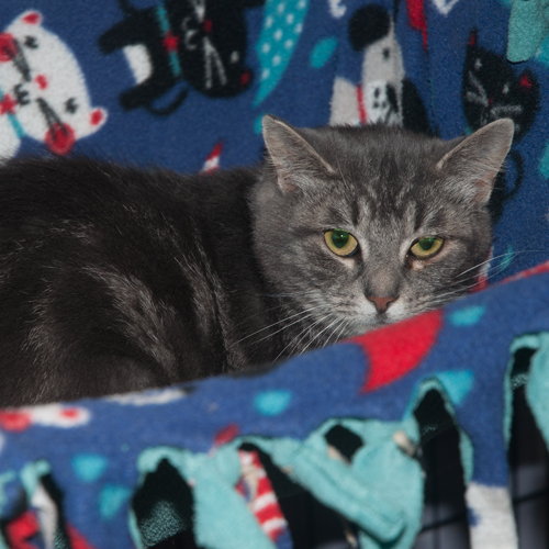 Minnie, an adoptable Domestic Short Hair, Tabby in New Martinsville, WV, 26155 | Photo Image 2