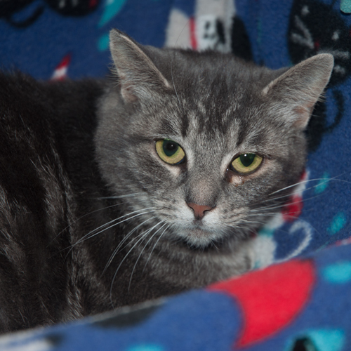Minnie, an adoptable Domestic Short Hair, Tabby in New Martinsville, WV, 26155 | Photo Image 1