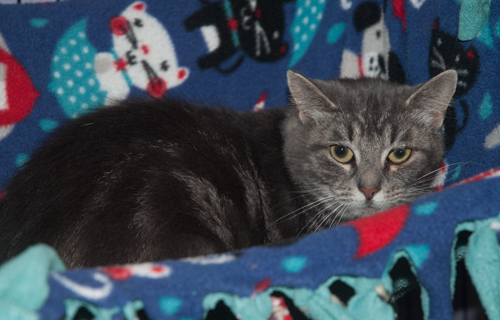Minnie, an adoptable Domestic Short Hair, Tabby in New Martinsville, WV, 26155 | Photo Image 3