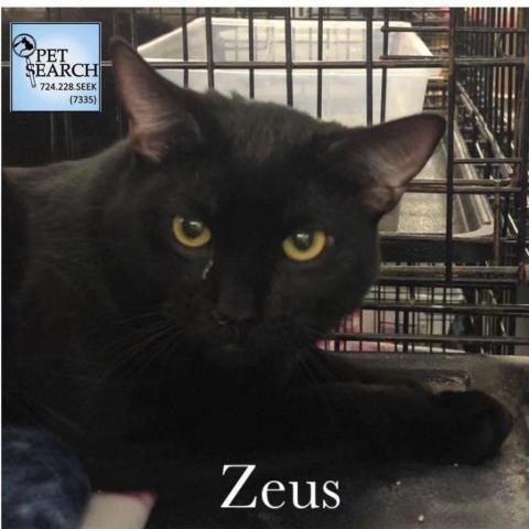 Zeus, an adoptable Domestic Short Hair in Washington, PA, 15301 | Photo Image 1