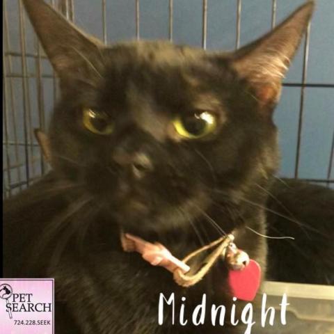Mama Midnight, an adoptable Domestic Short Hair in Washington, PA, 15301 | Photo Image 1